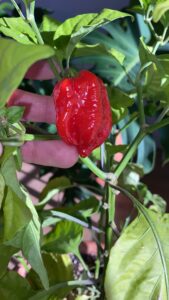 Carolina reaper a media maduración